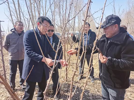 唐雪东指导修剪果树